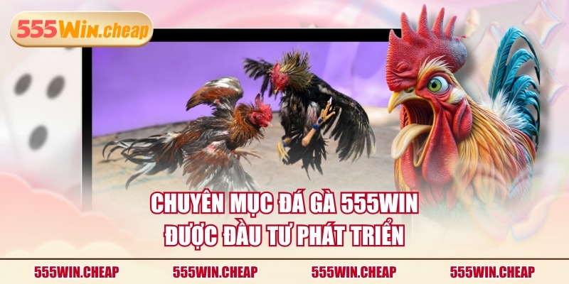 Chuyên mục Đá Gà 555WIN được đầu tư phát triển