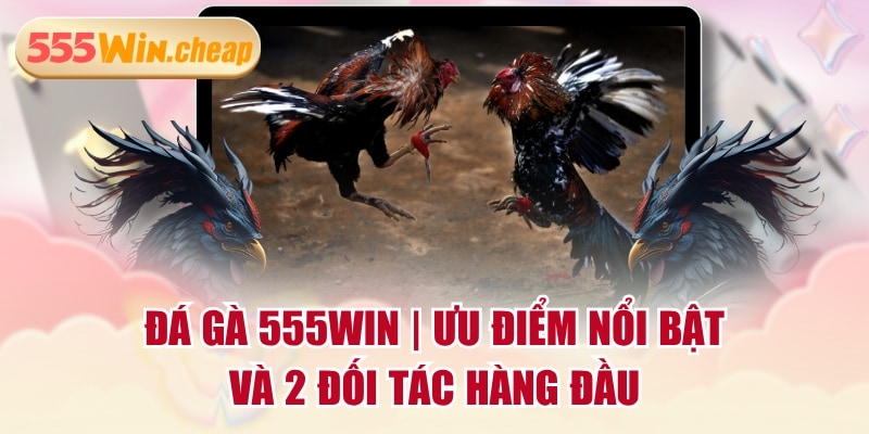Đá Gà 555WIN | Ưu Điểm Nổi Bật Và 2 Đối Tác Hàng Đầu